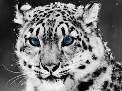 SnowLeopards SnowLeopards