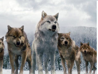 Pack Leader Pack Leader