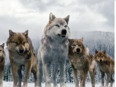 Pack Leader Pack Leader