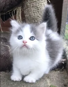 Munchkin cats Munchkin cats