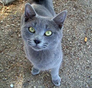 Thunderpaw