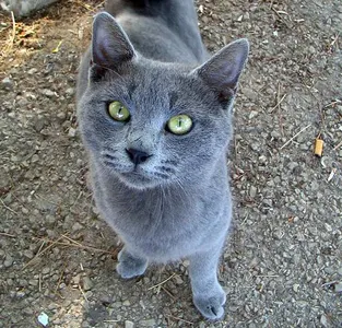 Thunderpaw