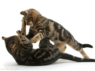 the first fight the first fight