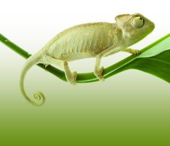 This is my pet! Joke. It's a logo of some "Unix". This is my pet! Joke. It's a logo of some "Unix"