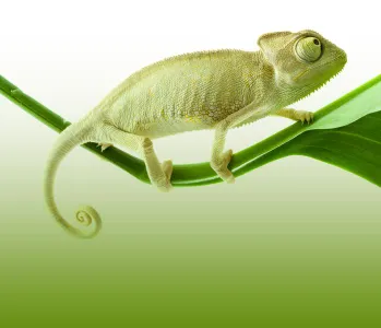 This is my pet! Joke. It's a logo of some "Unix". This is my pet! Joke. It's a logo of some "Unix"