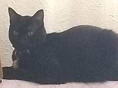 My furbaby has come to say hello to qfeast