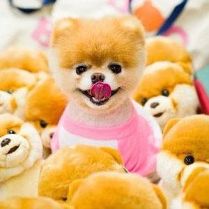 honey's Photo