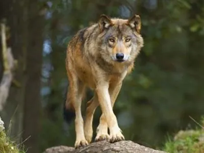 Guardian