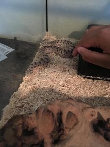 he blep