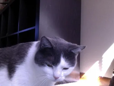 its our new cat from bratayley