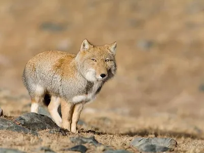 ugly ass