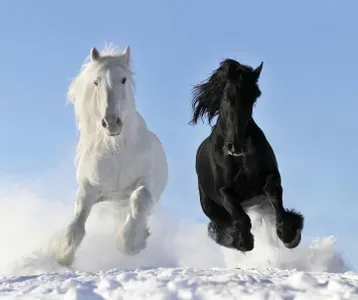 horselover89