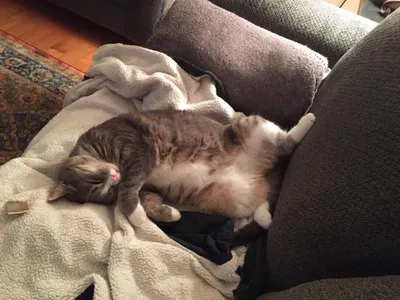 My neighbors cat <3