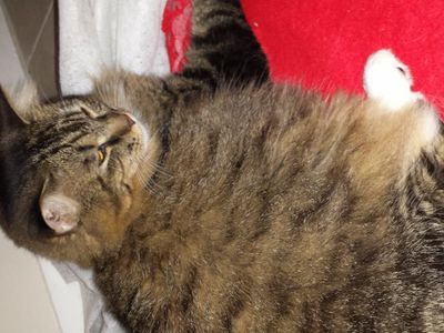 my cat