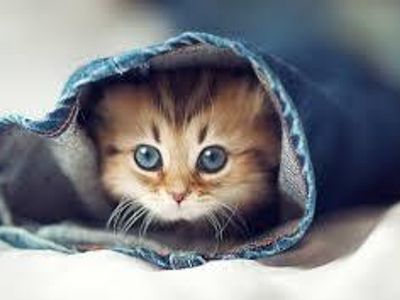 Just.That.Kitty