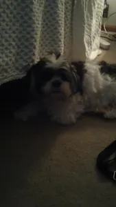 im not looking for drama, just pray for my dog please