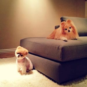 honey's Photo
