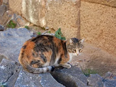 cordilmar