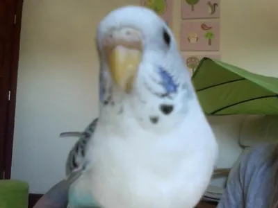 MeetTheBudgies