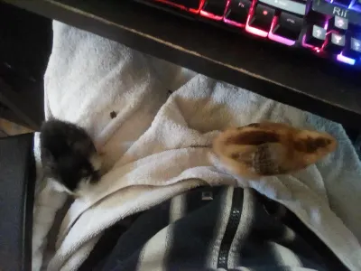I had these guys for two minutes and I've already been pooped on 8 times