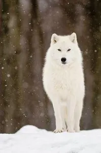 SlendyWolfie