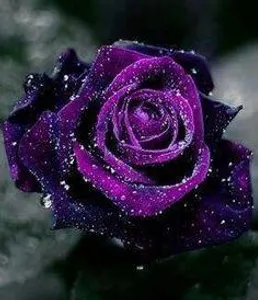 Kora's Rose