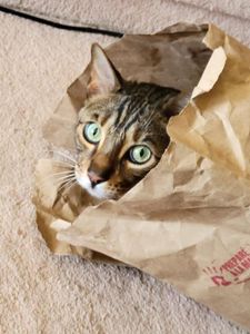 Kentucky fried cat- KFC