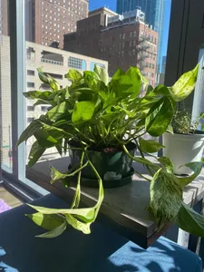 new plant