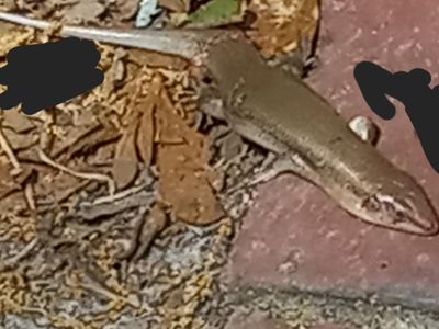 Killed a lizard (next day it was gone 😭)