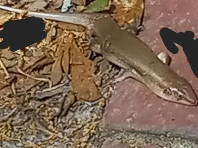Killed a lizard (next day it was gone 😭)
