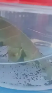 Caterpillars poop a lot