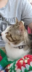 Guess who's got a stray Oliver cat cuddling them (He lives in our backyard cause dads allergic)
