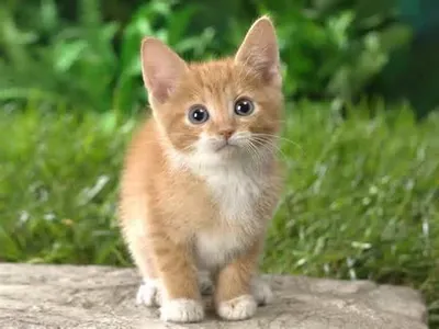 whiskers505