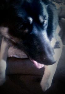 My puppy Max!