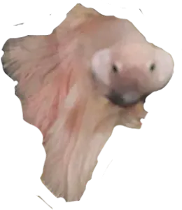 Dad don't make me a PNG-