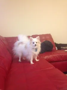 He's gotten so much fluffier in a month what