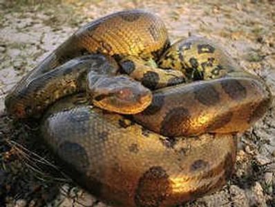 snakes are cute
