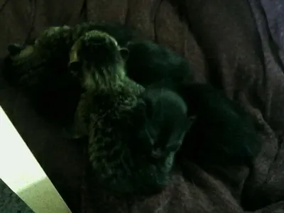 My cat's kittens