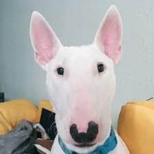 this is the same dog