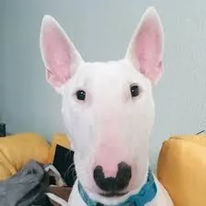 this is the same dog