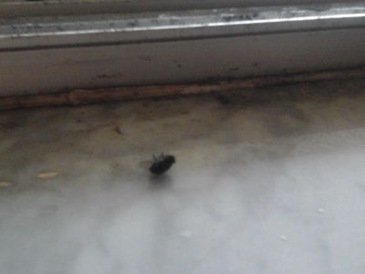 I found this on my window will wtf XD