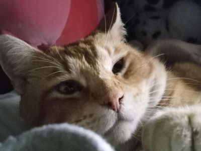 Chunky kitty [His name is Gizmo]