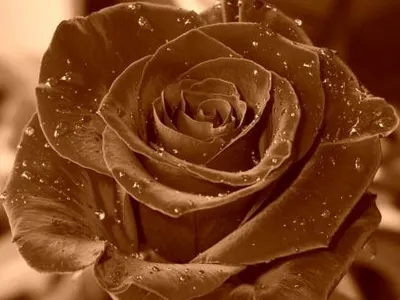 The Host's Rose