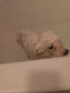 ugly ass rat