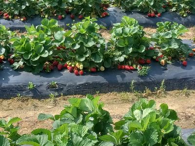 Went to the strawberry patch