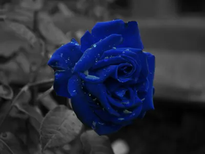 Galaxy's Rose