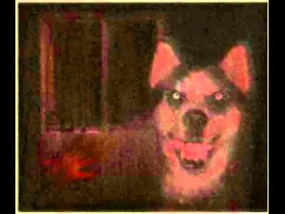 Smile.Dog