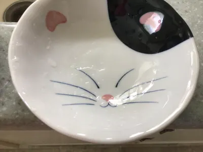 Catty bowl!