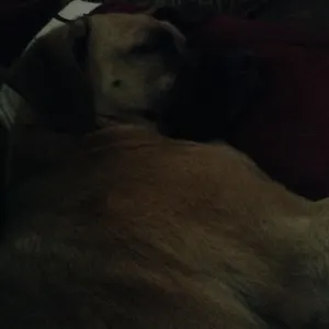 Look at the tired pupper