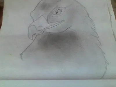 My Eagle